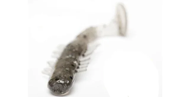 Віброхвіст силікон. BAGSY SHAD LJ Pro Series 3,9 "/ PA08 *5